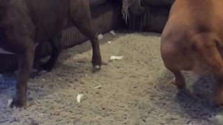 Slow mo dog play fight