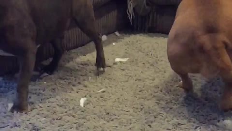 Slow mo dog play fight