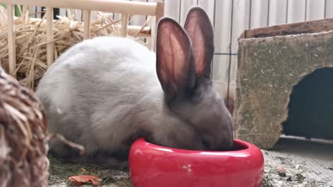 Beautiful hungry Rabbit,