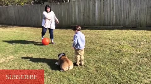 COLLECTION OF HILARIOUS VIDEOS OF KIDS, DOGS, and OTHER CUTE PETS IN 2019