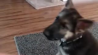 Kaiser learning to shake hands