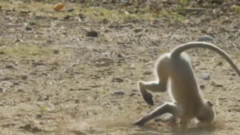 Funny Monkey Video - cute and funny monkey videos