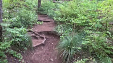 Oregon - Mount Hood - Embedded Tree Roots in Trail Form “Root Stairs”