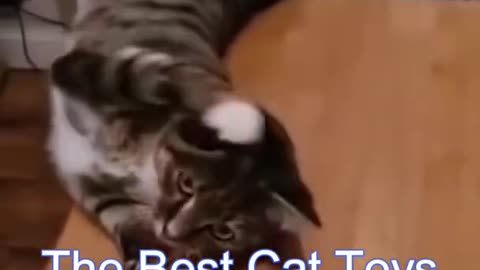 Funny cat video compilations