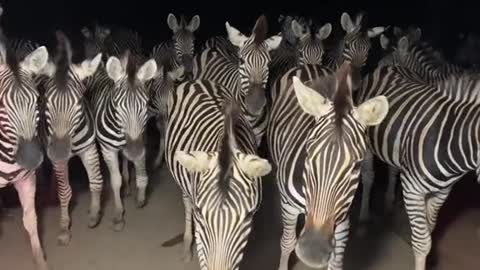 A zebra