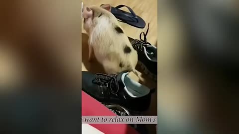 Funny animals 😎🤣funny moments 😋😎