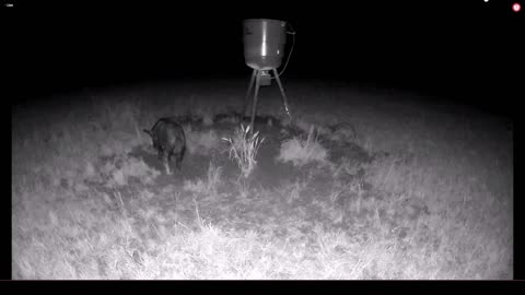 Racoon and wild boar LIVE? 5/16/2023