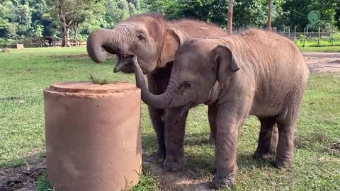 Baby Elephant Tries To Figure It Out How To Eat Grass On The Top Of Cement Pipe - ElephantNews