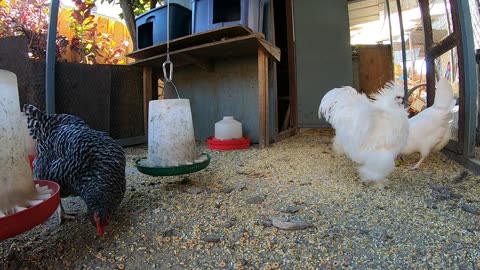 Backyard Chickens Relaxing Video Sounds Noises Hens Clucking Roosters Crowing!