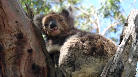 A koala resting on a tree