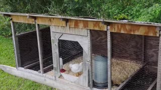 Moving meat birds into meat bird coop