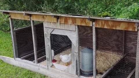 Moving meat birds into meat bird coop