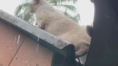 The cat is playing in the rain