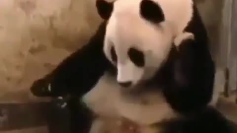 Funny Animal Video: Panda