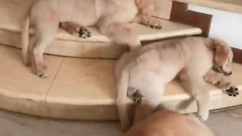 Funniest & Cutest Golden Retriever Puppies - 30 Minutes of Funny