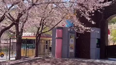 Found this hidden gem in Korea where you can bike amongst the cherry blossom trees 🌸