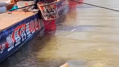 Best Asian Fishing video