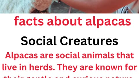 facts about alpacas...4/11