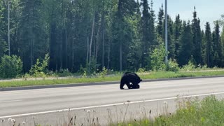 Mama Bear Helps Cub Stopped in Street