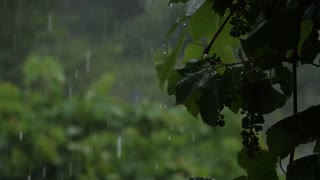 🎵 Beatiful Relaxing Music 🎵 Piano & Rain songs