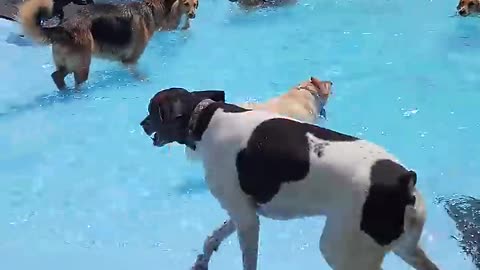 Pool Day for the Pups __ ViralHog.mp4