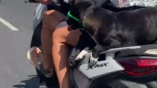 Cool Dog Wears Sunglasses On Motor Scooter