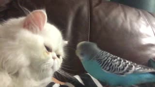 Patient cat allows helpful parrot to groom eyelids