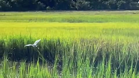 Heron taking off over the marsh at Clam Creek