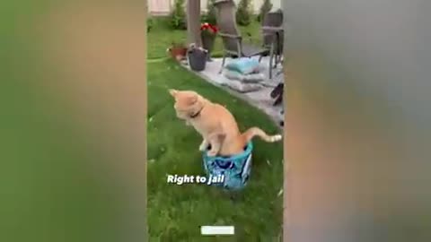 Cat_funny_video