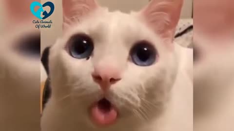 Funny cats