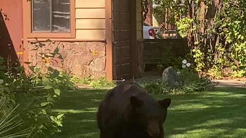 Bear Bluff Charges Man in Yard