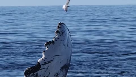 INCREDIBLE WHALE EATING