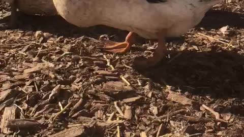 Meet Sugar. My Welsh Harlequin duck.