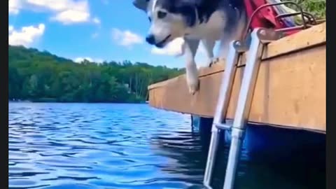 Hilarious Dog Compilation: Fails and Tricks | funny dogs | Talk2Decoder