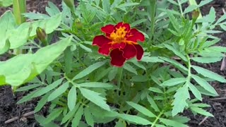 Marigolds… with Tomatoes! 🍅🌱