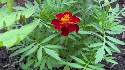 Marigolds… with Tomatoes! 🍅🌱