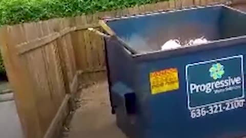 Baby Raccoons Trapped In Dumpster Get Help From A Stranger | The Dodo
