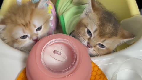 Cute cat kitty feeding
