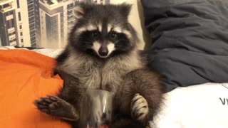 Raccoon Eats a Pomegranate