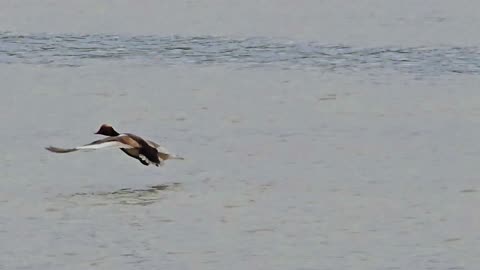 Water bird flight in slow motion / beautiful bird in the river slow motion / Goosander in flight.