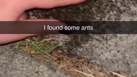 Midnight ants