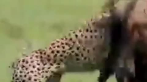 Cheetahs High Speed Hunters Of The Savannah