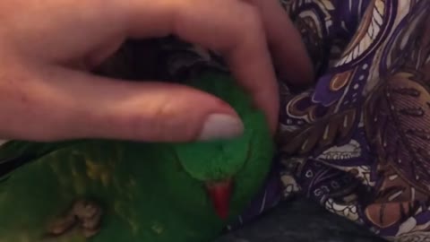 Little Bird Enjoying Scritches