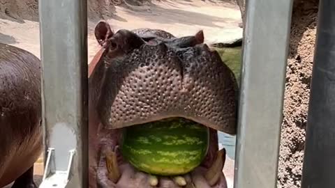 The hippopotamus is very happy eating his favorite fruit
