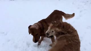 Dogs Have A Snow Day