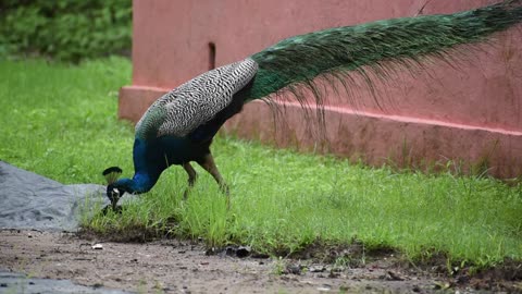 peacock birds video