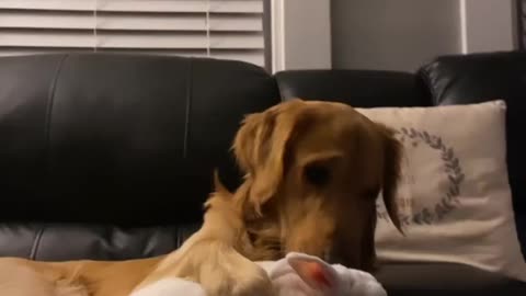 Dog loves to pet his rabbit best friend