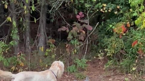 Rabbit Knows Right Where the Electric Fence Ends