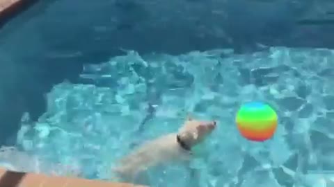 Water-loving Westie plays with new pool toy