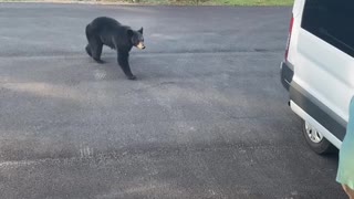 Dad Lures a Bear Out of Van